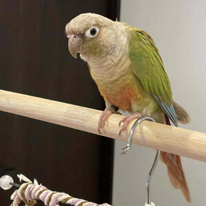 シナモン♀