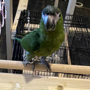 ヘチマ(ヘチ)♂