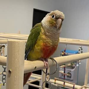 パイナップル(パイン)♀