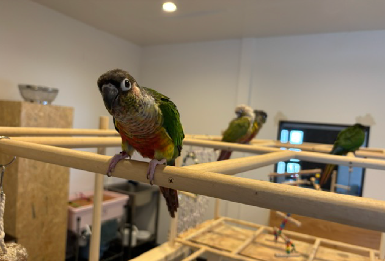 トマト♀