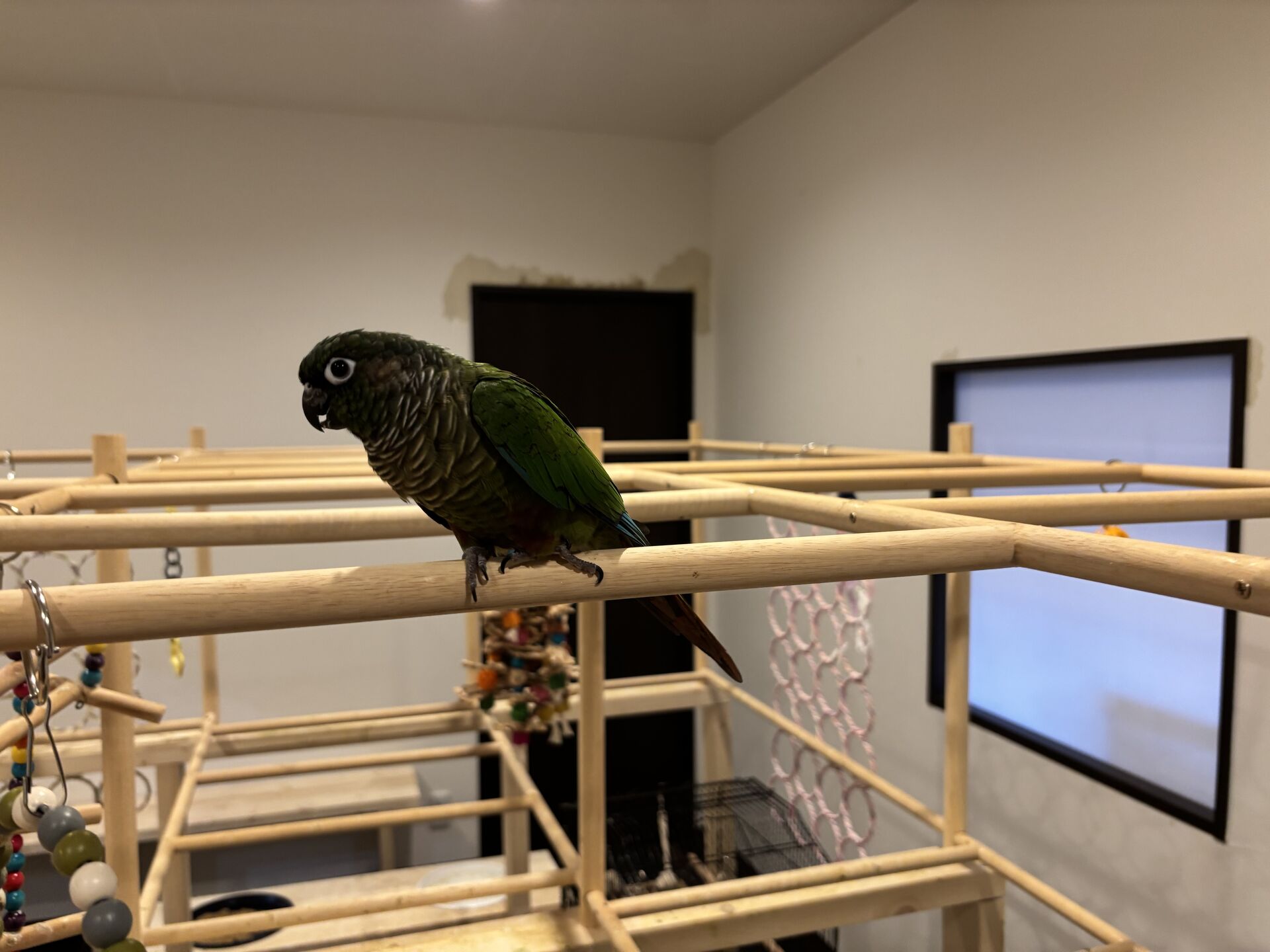 ピーマン(ぴー子)♀
