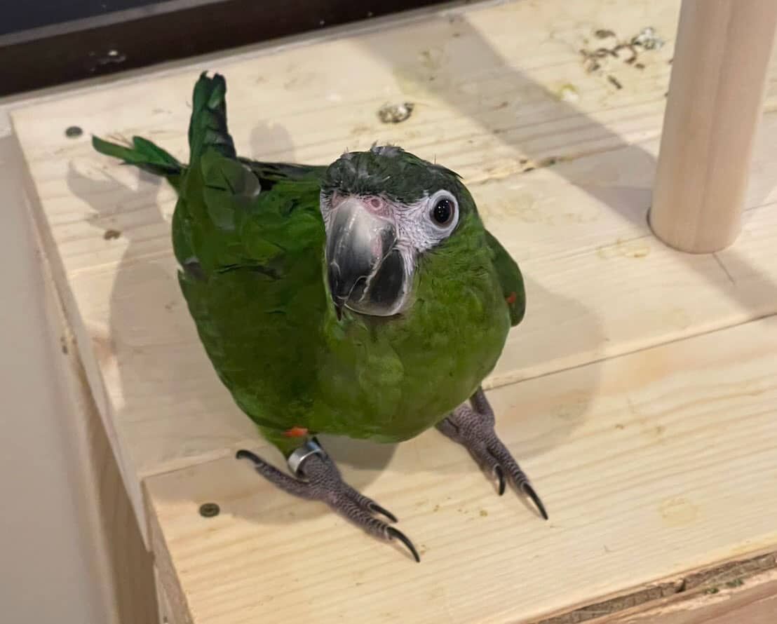 癒し