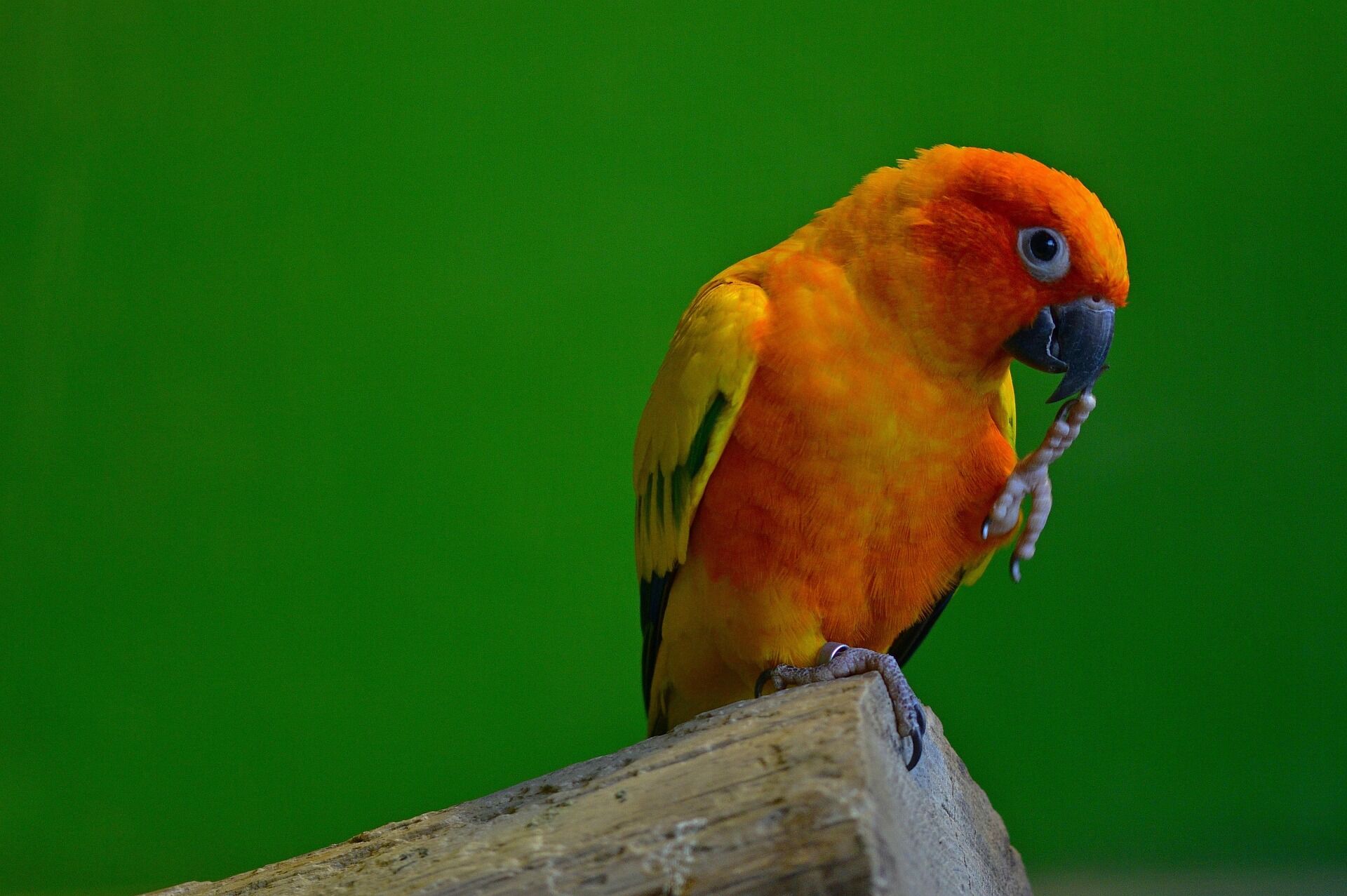 インコ