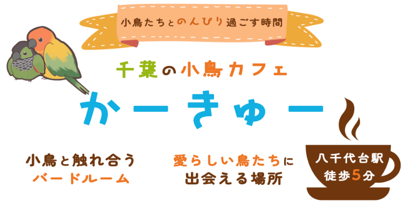 千葉の小鳥カフェ かーきゅー
